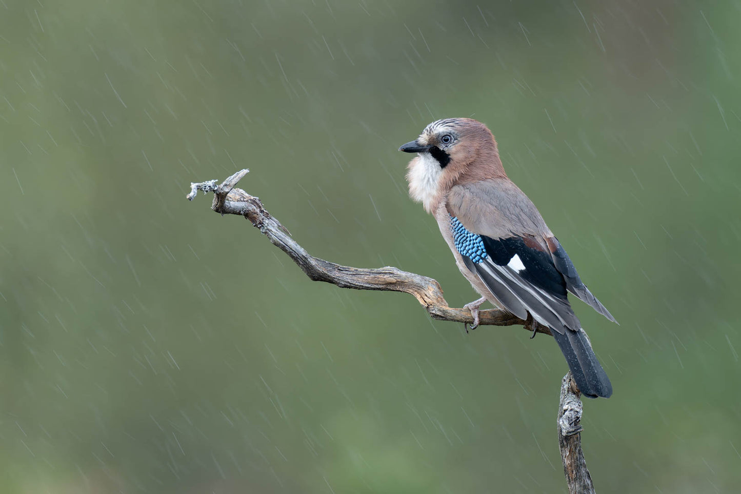 Rainy day