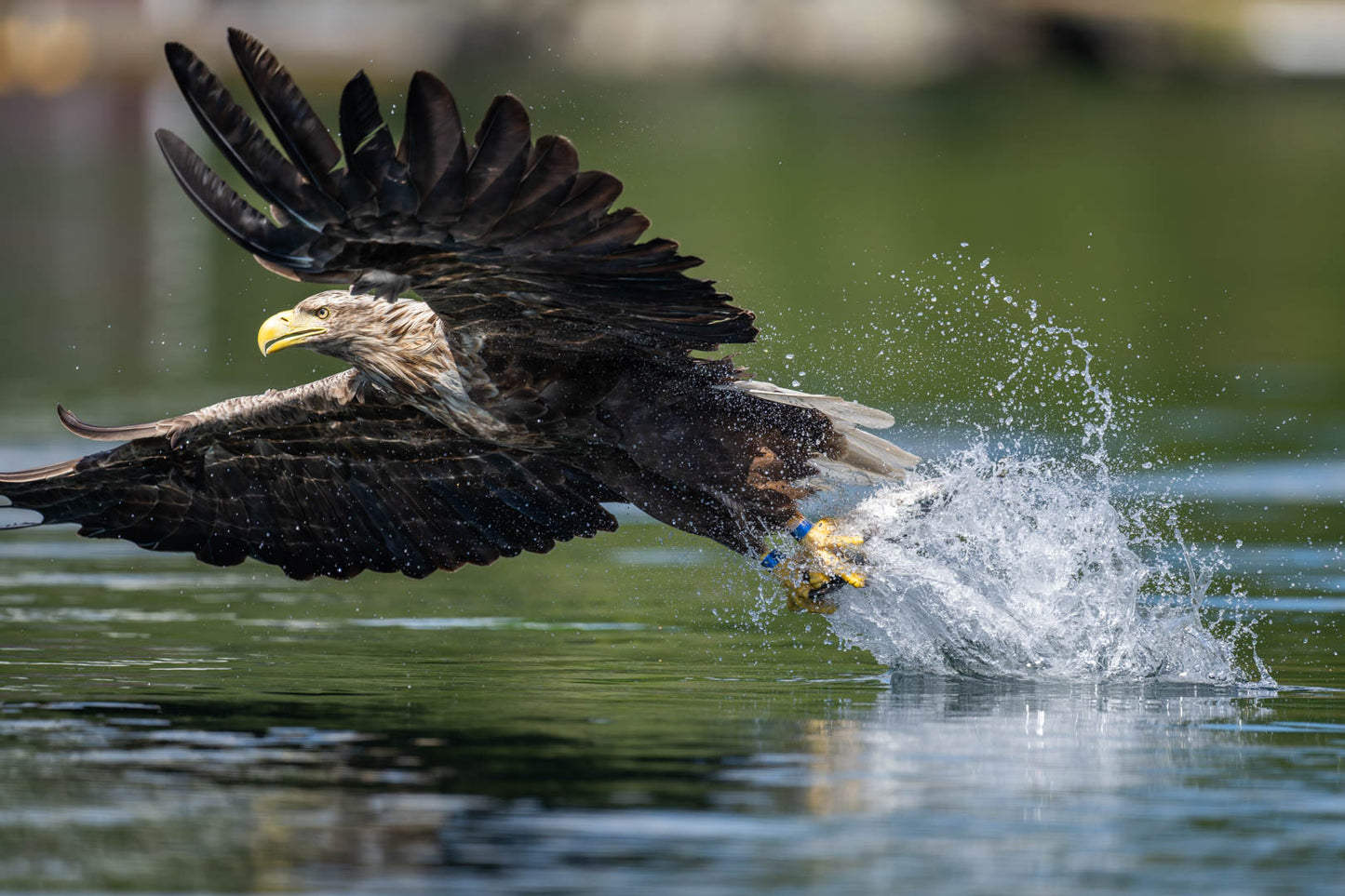 Reflection catch