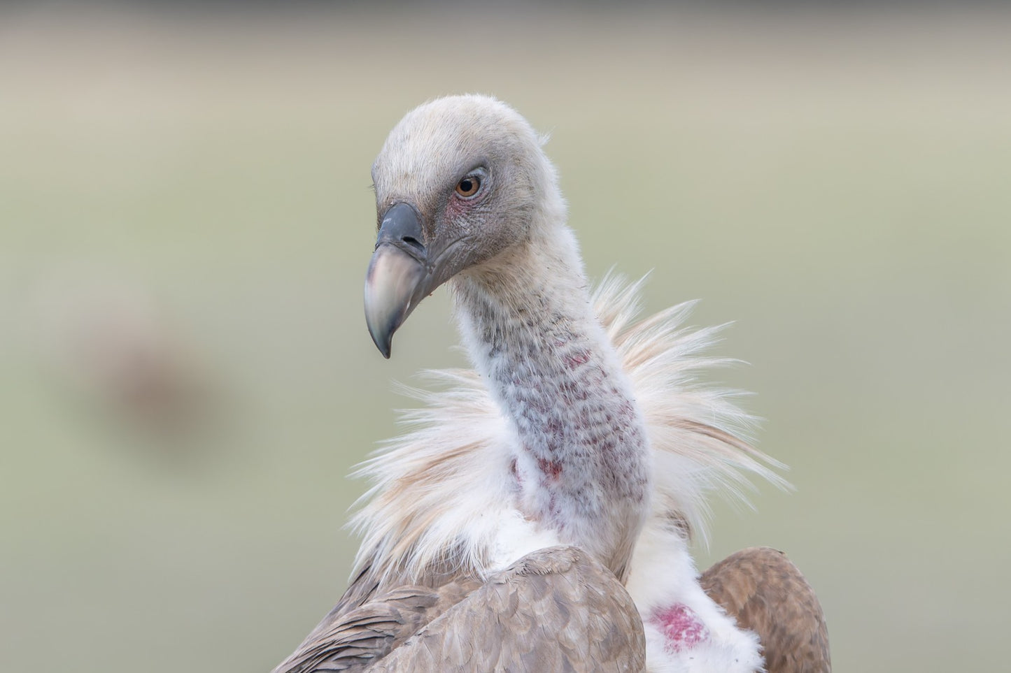 Eurasian griffon vulture white