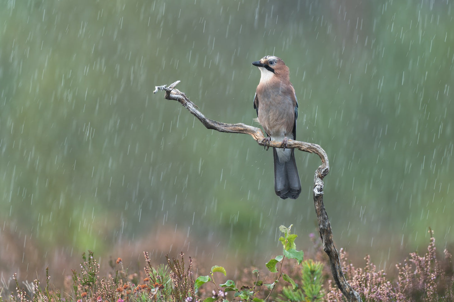 Bouncing rain