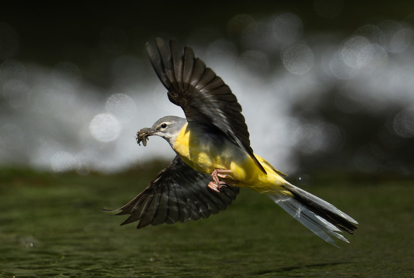 Sideways insect show off