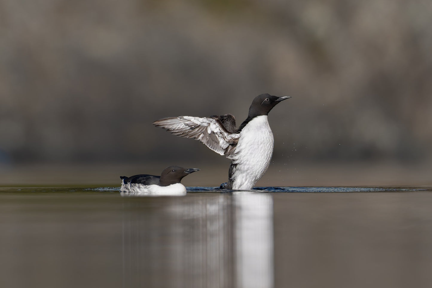 Lake Ballet