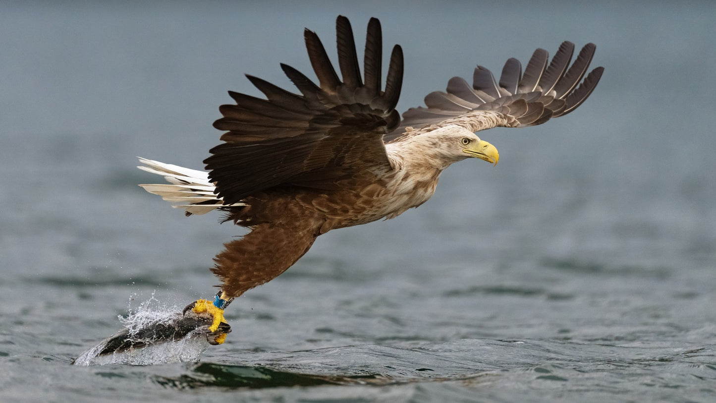 Fish by head
