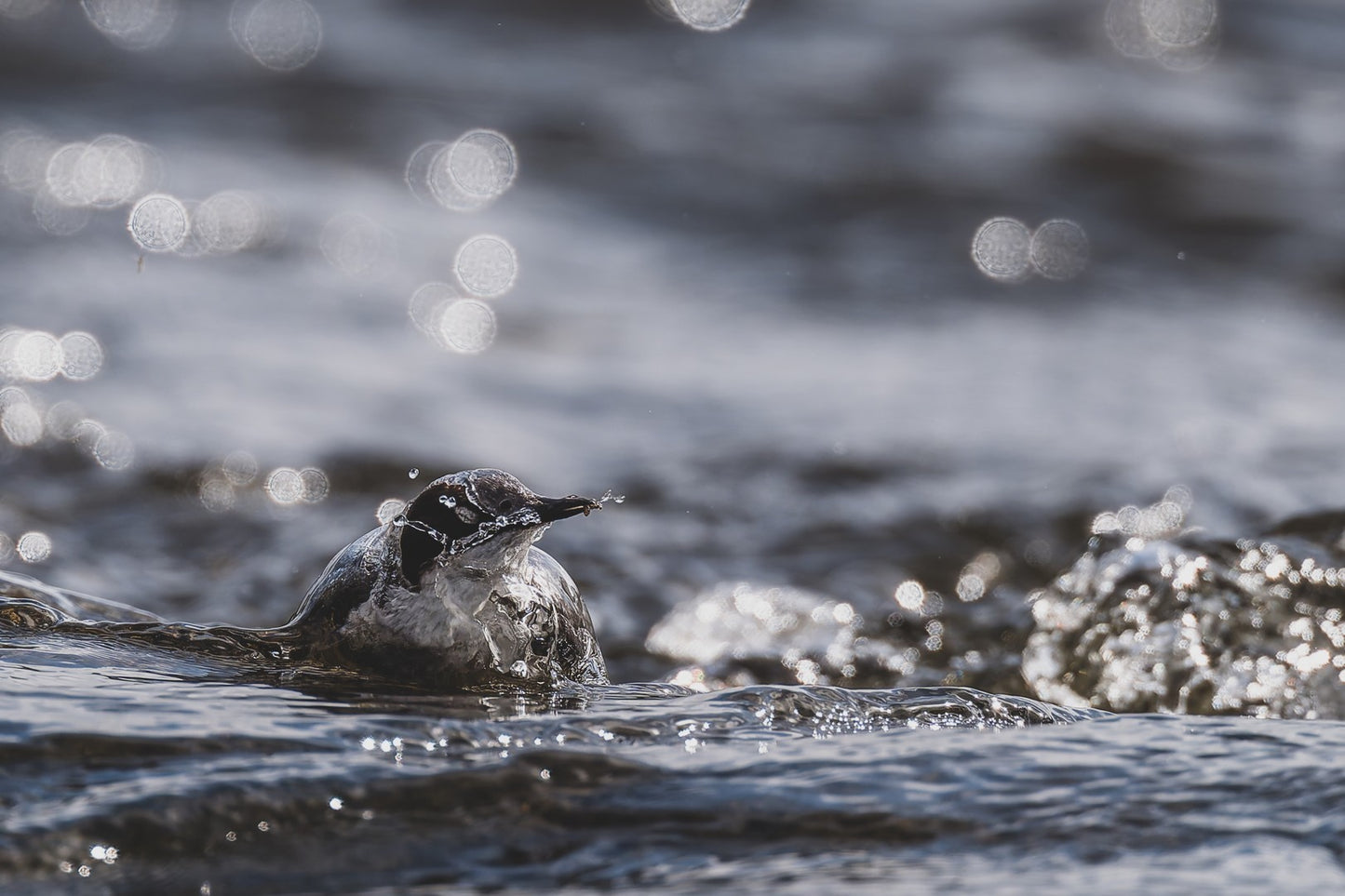 Fetching food from river