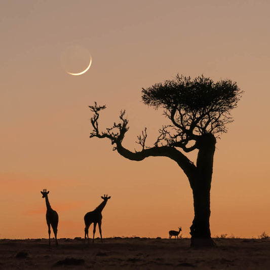 Morning in Kenya