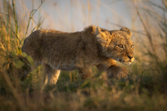 Training to catch prey