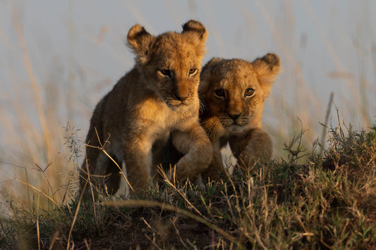 Two siblings