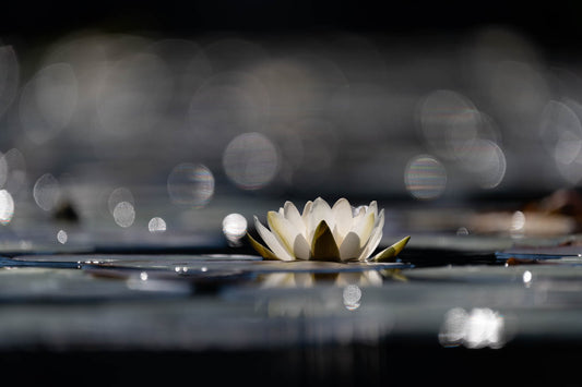 Water lilly
