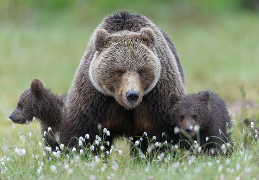 Bear with cubs