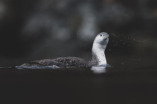 Echo of the Lake