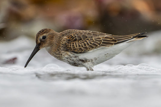 Dipping in water