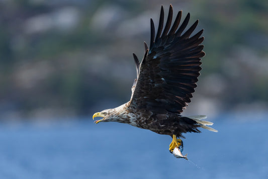 Hard to catch fish