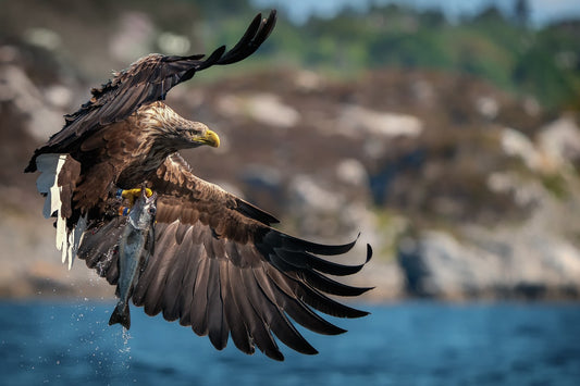 Big catch