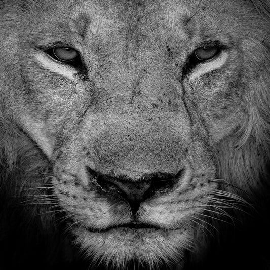 King portrait