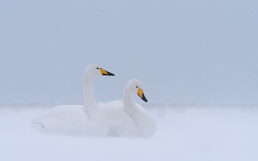 Swans in blizzard