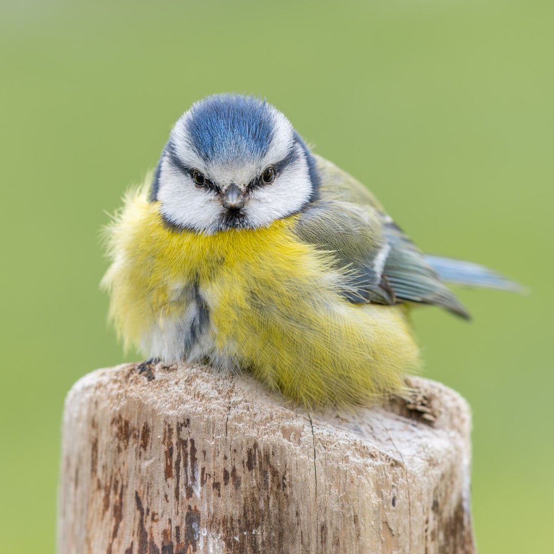 Angry bird