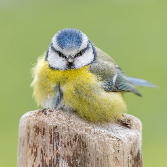 Angry bird