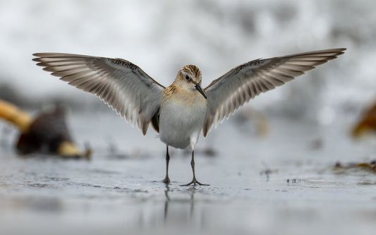 Angelwings