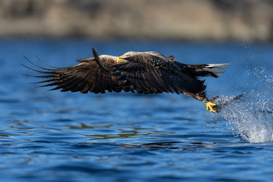 Eagle catching dinner