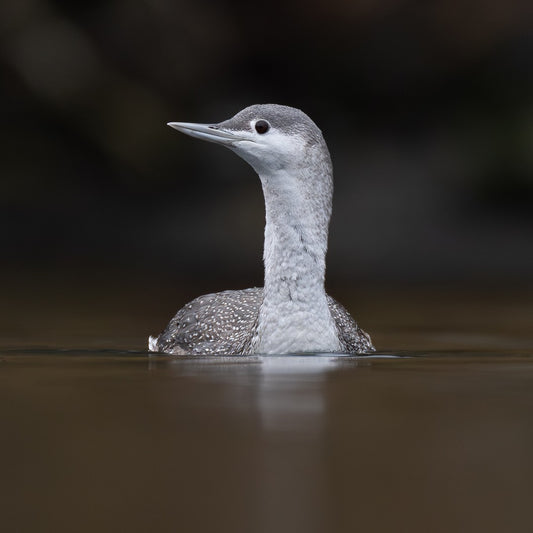 Solitary Serenade