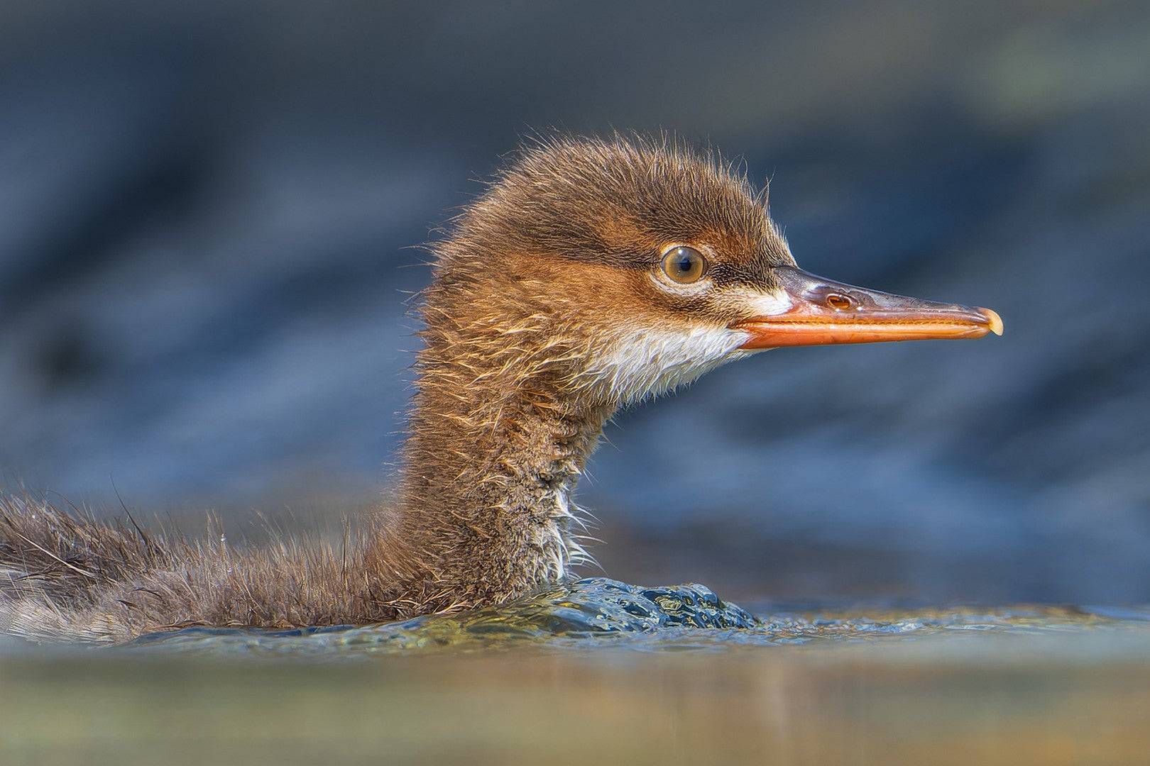 First swim