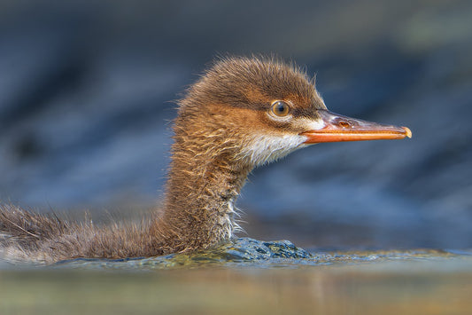 First swim
