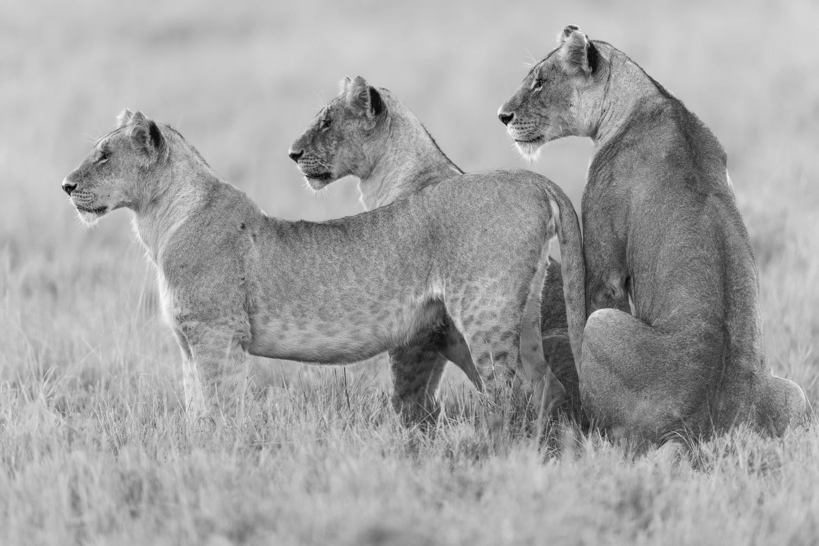 Three lions