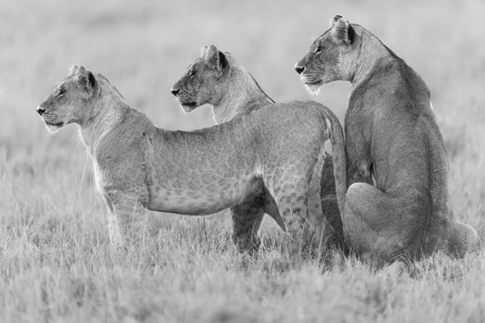 Three lions