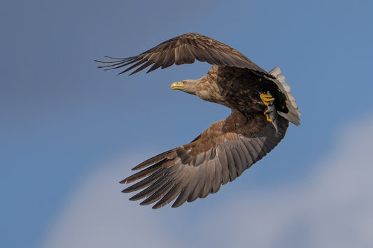 Flying high with fish