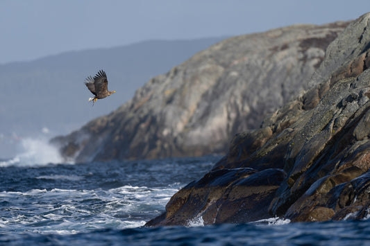 Away with fish