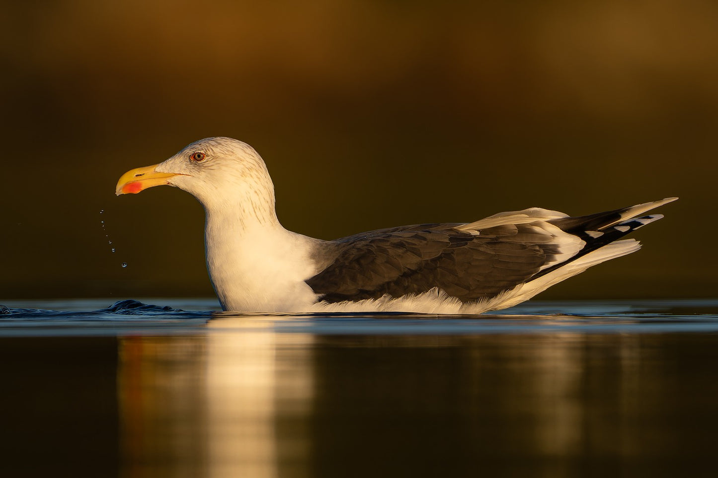 Seagulls droplet