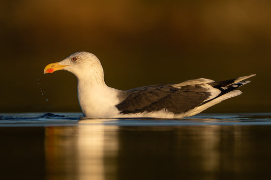 Seagulls droplet