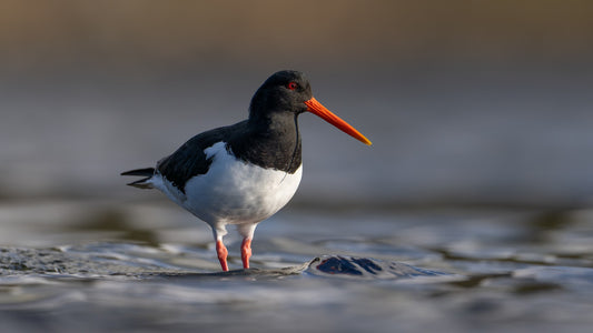 Standing on water