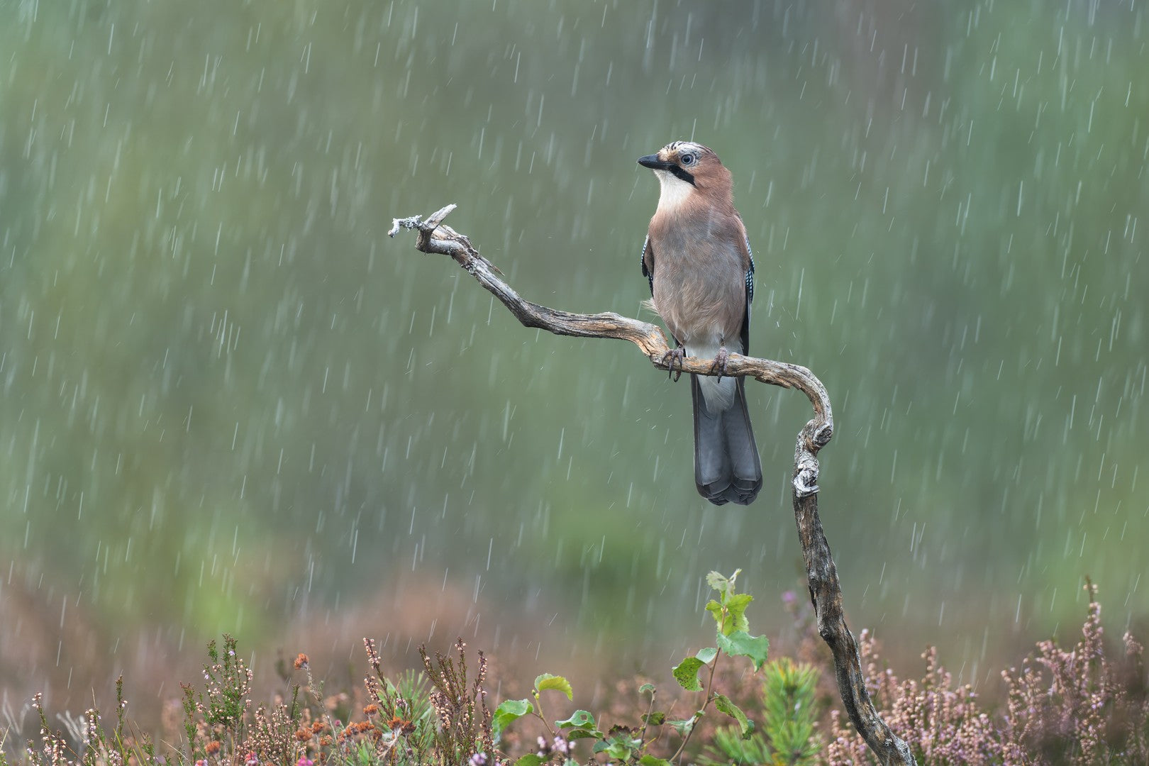 Bouncing rain
