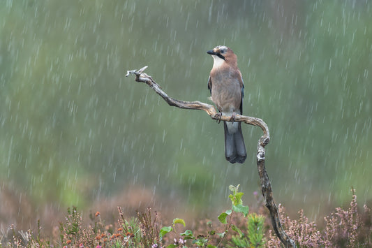 Bouncing rain