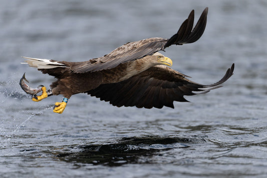 Clawing the fish