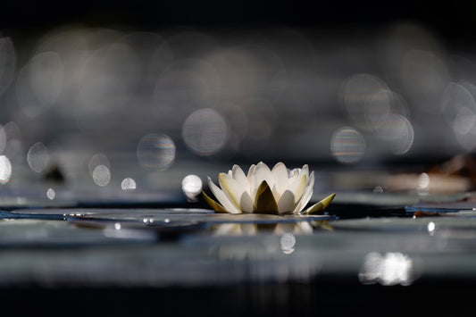 Water lilly