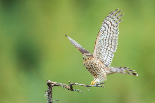 Wings of a sparrow