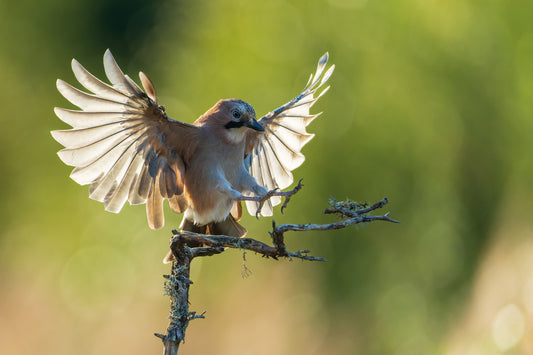 Backlight landing