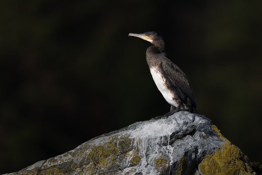 Lone Watcher
