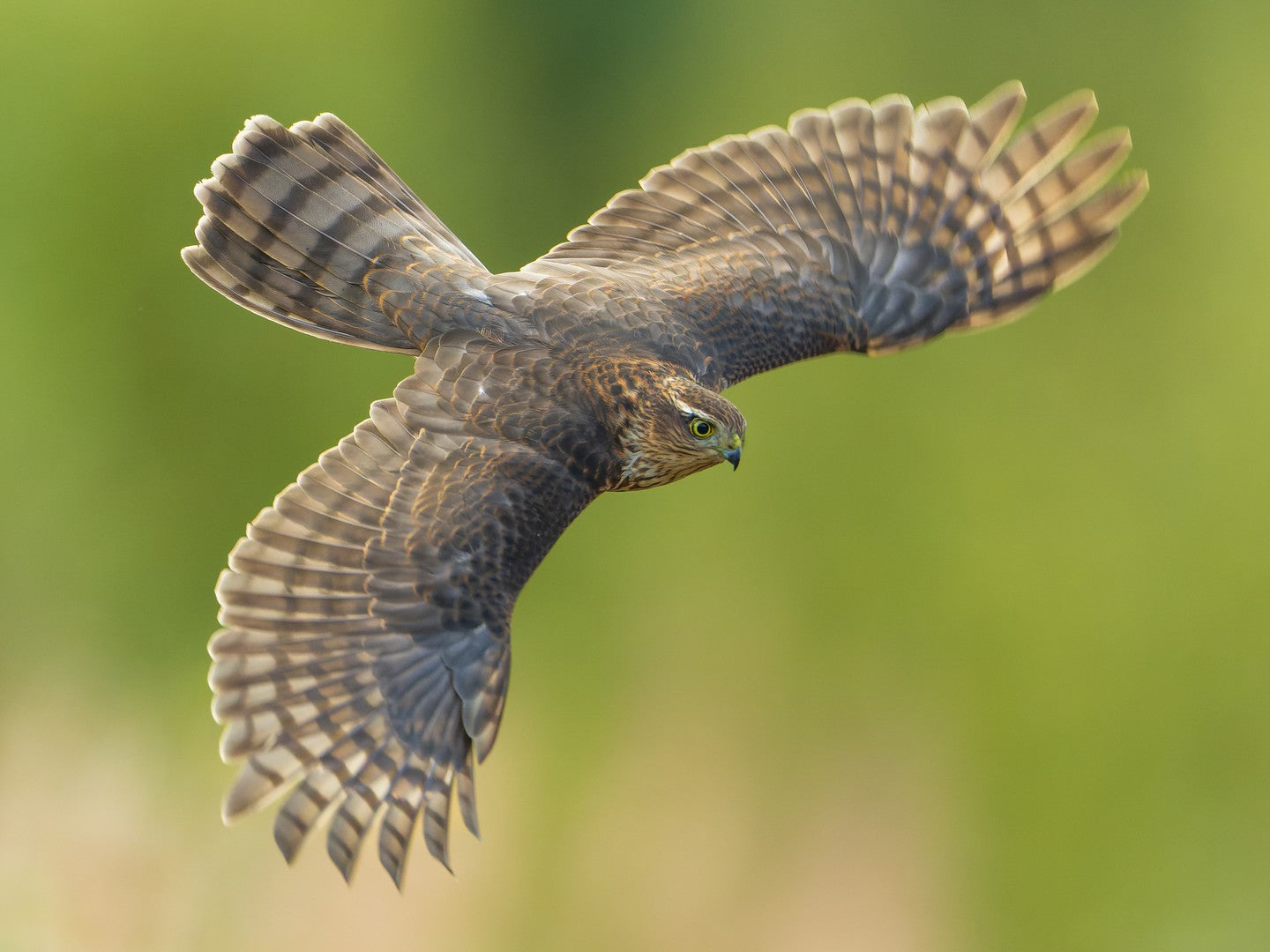 Spreading wings for you