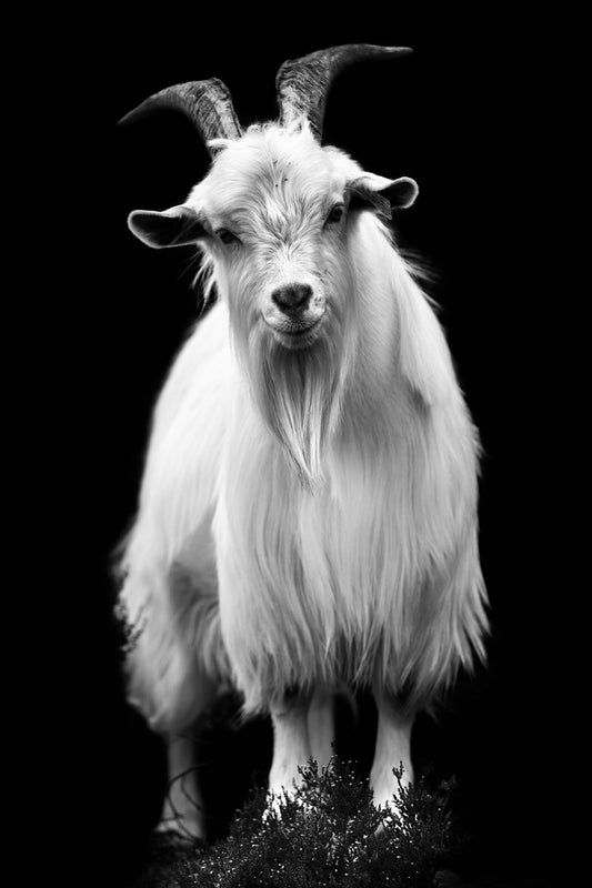 Smiling goat