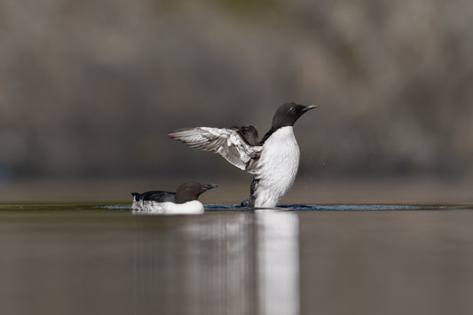 Lake Ballet