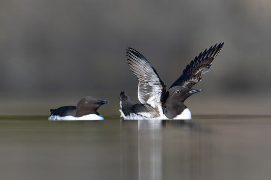 Swimflying