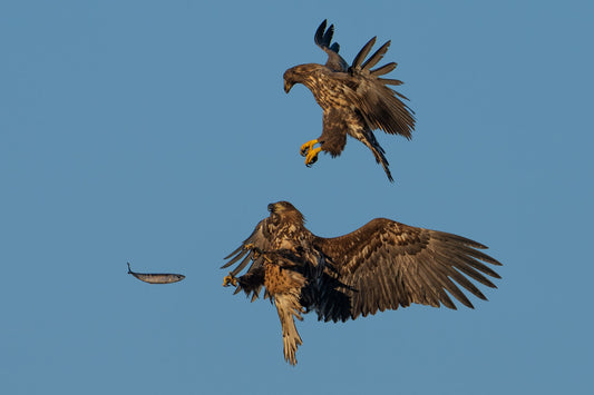 Fish against eagles