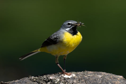 Resting before eating