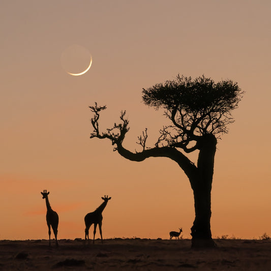 Morning in Kenya