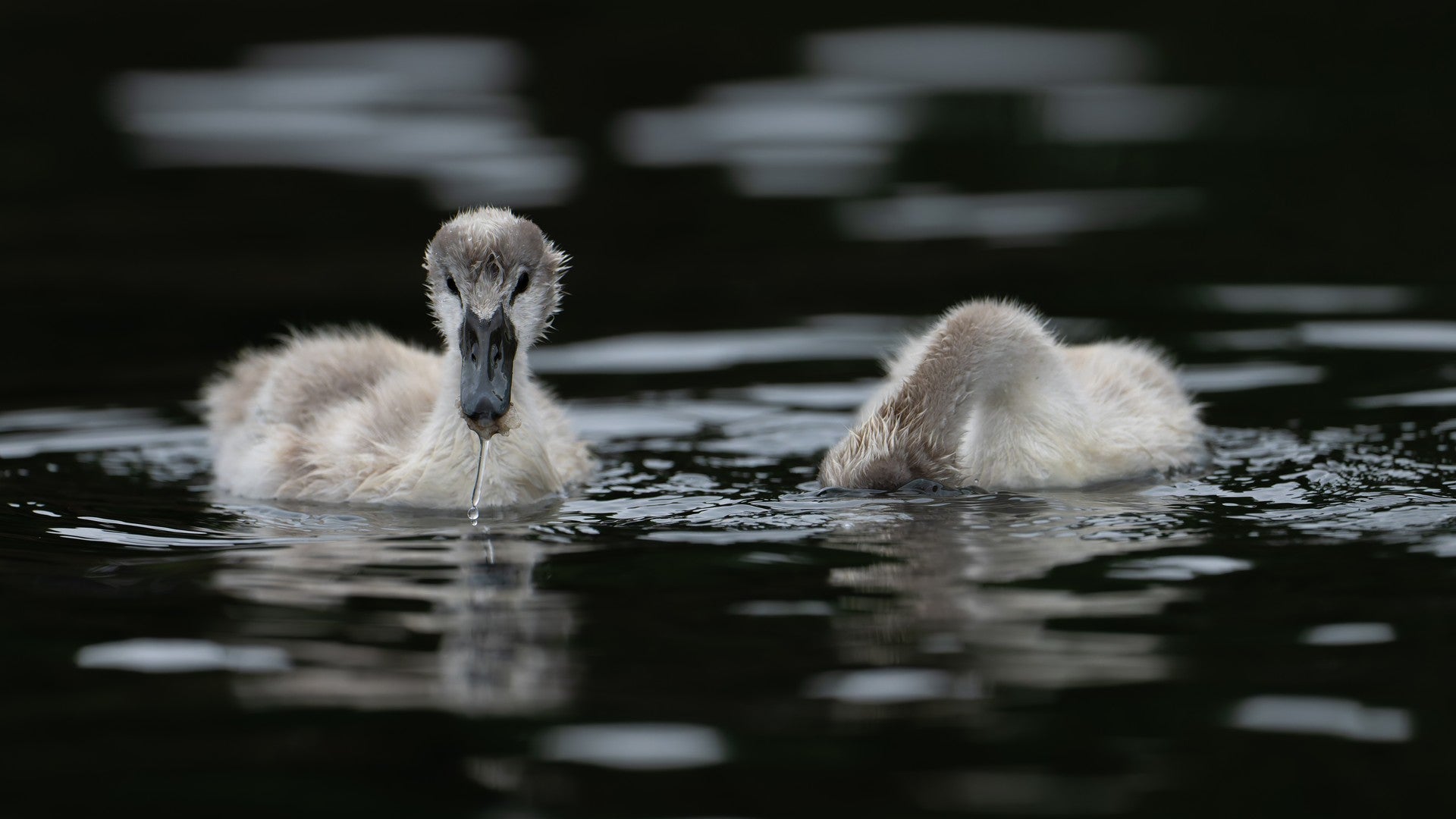 Baby swans