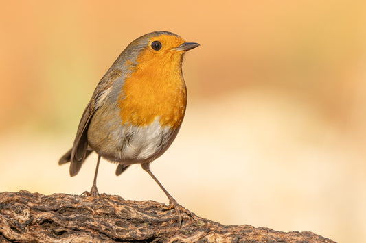 Robin lookup