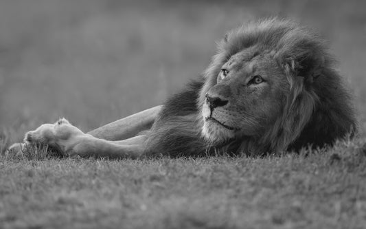 Resting lion